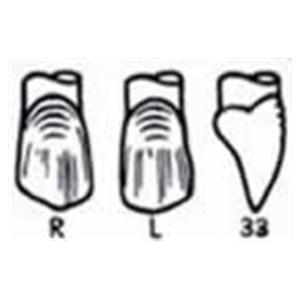 Odus Pella Strip Off Crowns 33 X-Large Refill Canines Vl