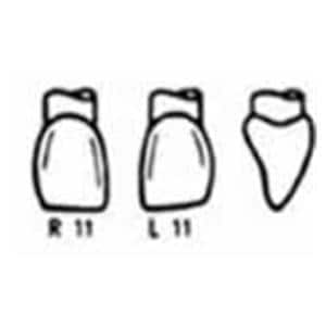 Couronne Odus Pella  11 Vl